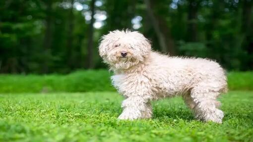 Small curly white store dog